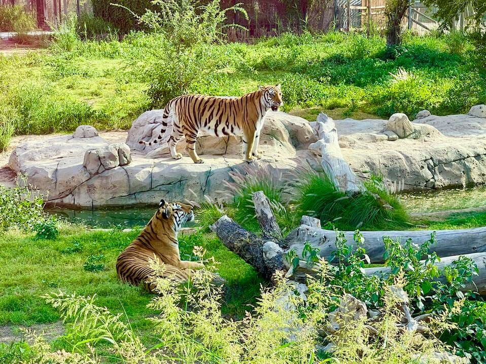 10 Best Zoos & Aquariums in Dubai 9