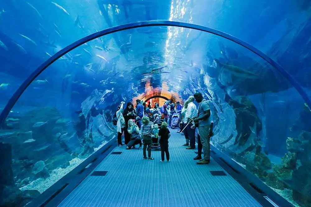 10 Best Zoos & Aquariums in Dubai 15