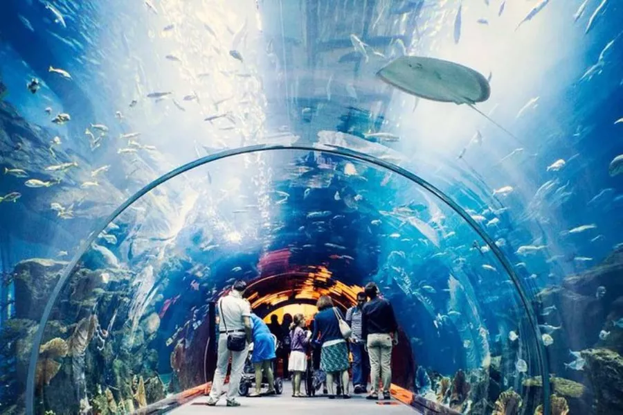 Best Dubai Aquarium & Underwater Zoo 3