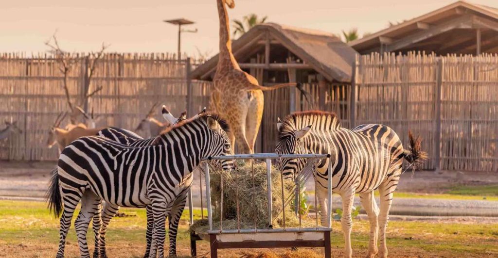 10 Best Zoos & Aquariums in Dubai 13