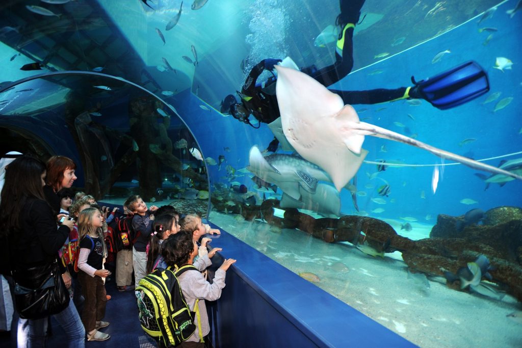 Best Dubai Aquarium & Underwater Zoo 11